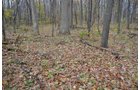Property photo 35 - 80 Acres & Home - Property Offered in 4 Tracts from 2.3 to 30.0 Acres